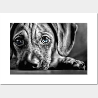 Blue-Eyed Black & White Puppy Posters and Art